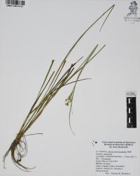 Juncus microcephalus image